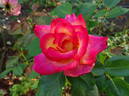 Rainbow Sorbet ™ rose photo