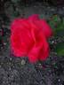Super Star Supreme rose photo