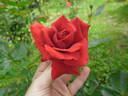 Dynamite ™ rose photo