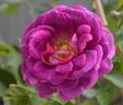 Kolo™ rose photo