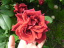 FRYfocus rose photo