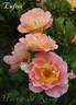 Lafter rose photo