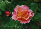 Pink Pillar rose photo