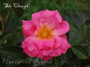 Sir Clough rose photo