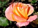 René Goscinny ® rose photo