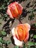 René Goscinny ® rose photo