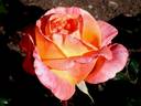 René Goscinny ® rose photo