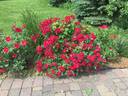 Candy Oh! Vivid Red rose photo