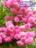 Ruže Olivetská rose photo