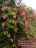 Ruže Olivetská rose photo