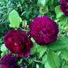 Rook rose photo