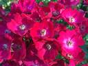 Oso Happy Candy Oh! rose photo