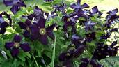 Romantica clematis photo