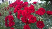 Andersen rose photo