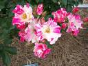 Rag Doll rose photo