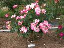 Rag Doll rose photo