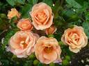 Together Forever rose photo