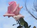 Andrea Stelzer rose photo