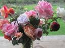 Andrea Stelzer rose photo