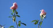 Andrea Stelzer rose photo