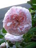 Country Living rose photo