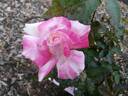 Smooth Ballerina ™ rose photo