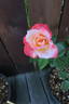Joyfulness rose photo