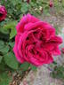 Horace Vernet rose photo