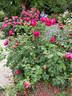 Horace Vernet rose photo