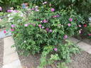 Duc d'Anjou rose photo