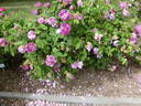 Camaïeux rose photo