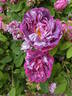 Camaïeux rose photo