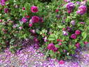 Manteau Pourpre rose photo