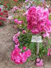 Enfant d'Orléans rose photo