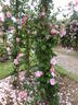 Christine Wright rose photo
