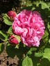 Delambre rose photo