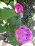Joseph Chappaz rose photo