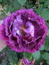 Césonie rose photo