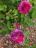 Manteau Pourpre rose photo