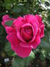 Rosamunde Pilcher rose photo