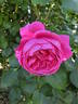 Rosamunde Pilcher rose photo