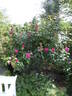 Rosamunde Pilcher rose photo