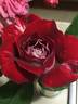 Snowfire rose photo