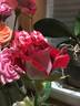 Snowfire rose photo