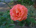 Exotica ® rose photo