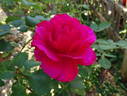 Fame! ™ rose photo