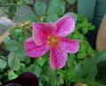 The Imposter rose photo