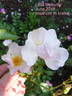 Little Butterfly rose photo