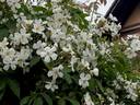 R. rubus rose photo