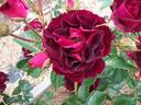Sister Sharon rose photo